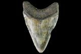 Bargain, Fossil Megalodon Tooth - North Carolina #109714-2